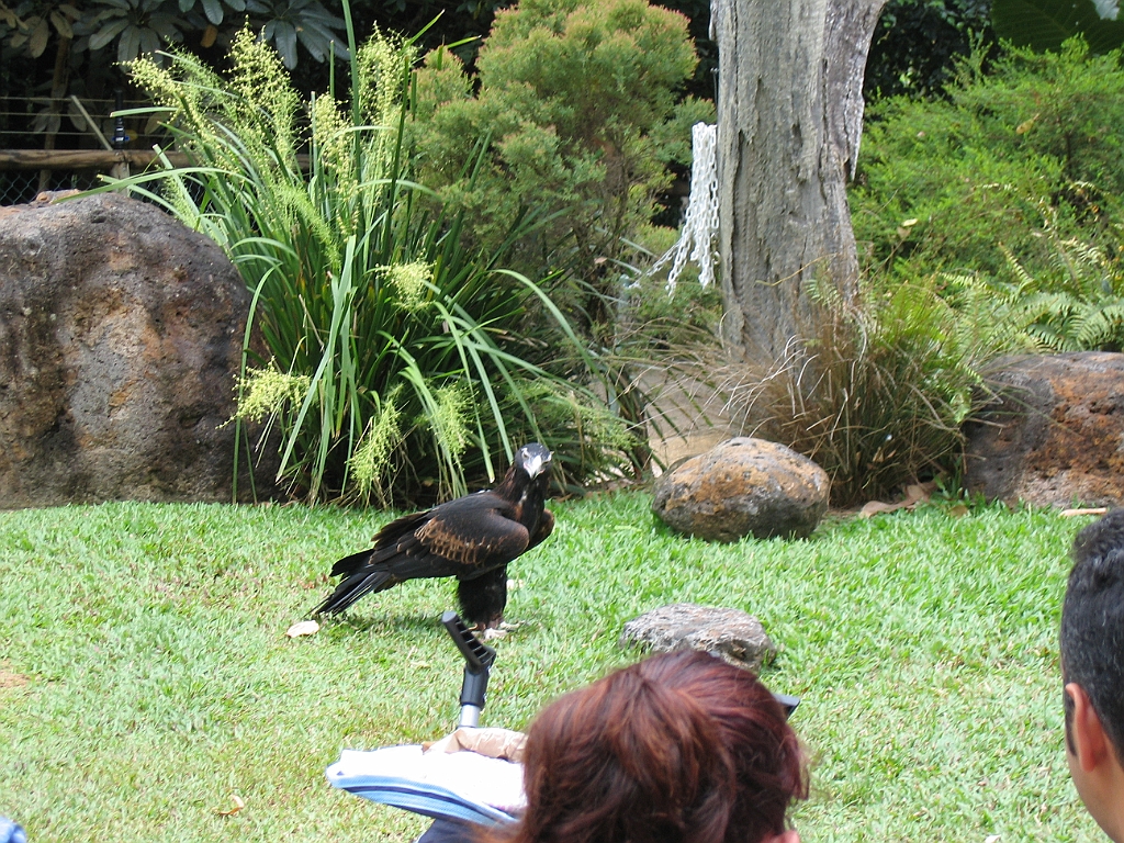 CairnsTC186 Cairns Tropical Zoo.jpg